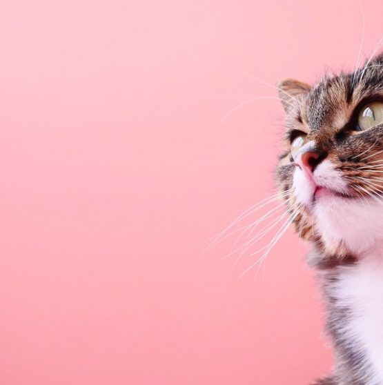 healthy cat observing something
