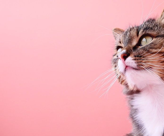 healthy cat observing something