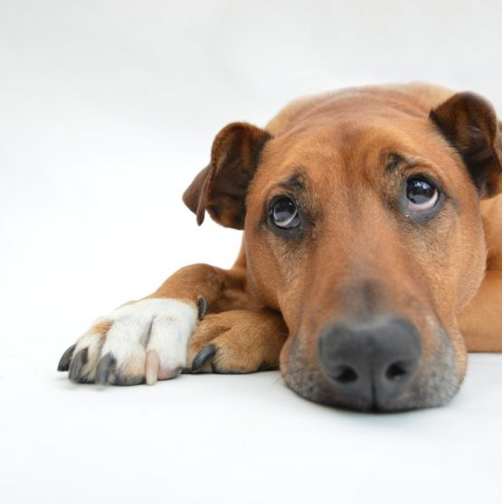 CBD for dog with health problems