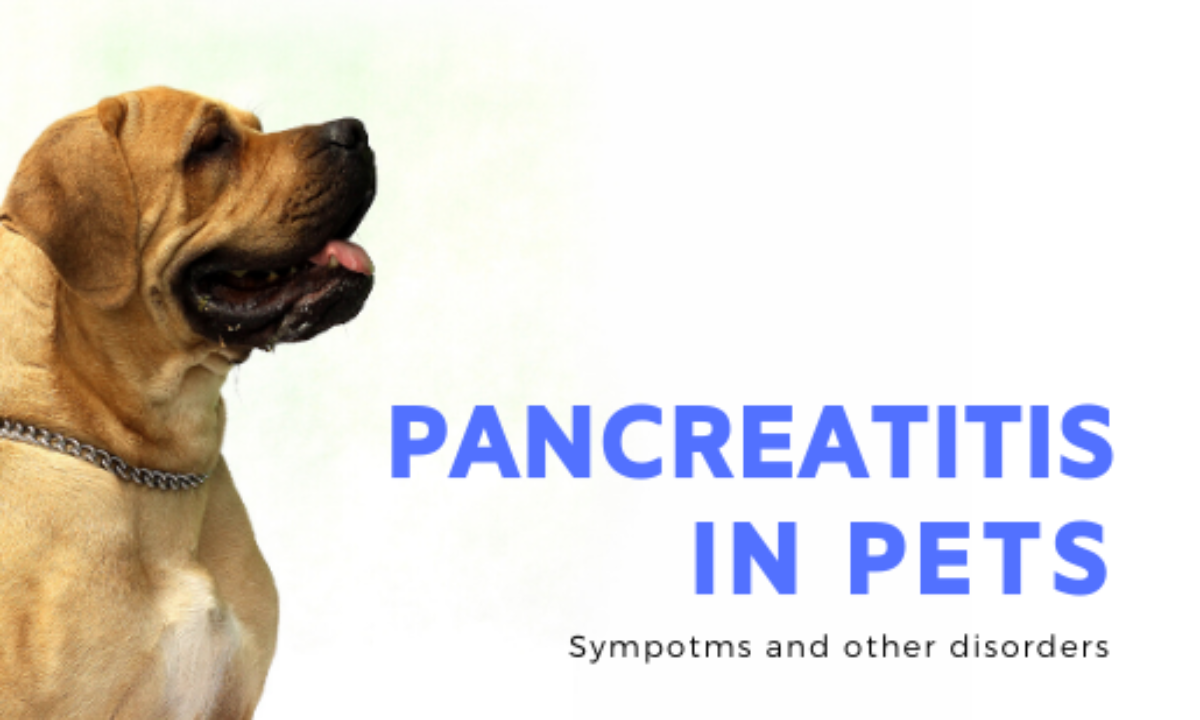 Arthritis In Dogs And Cats How To Treat My Lovely Pets