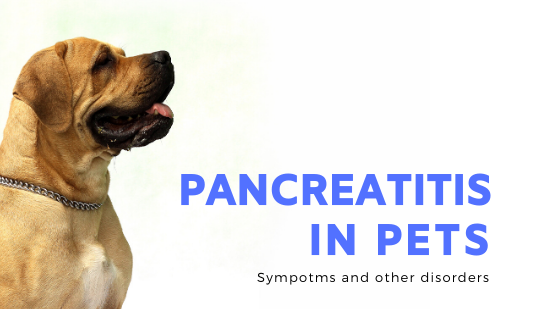 header pancreatitits pets