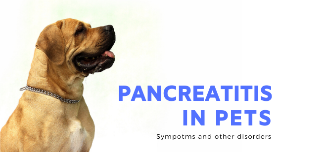 header pancreatitits pets