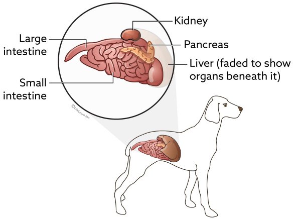 pancreatitis dog symptoms