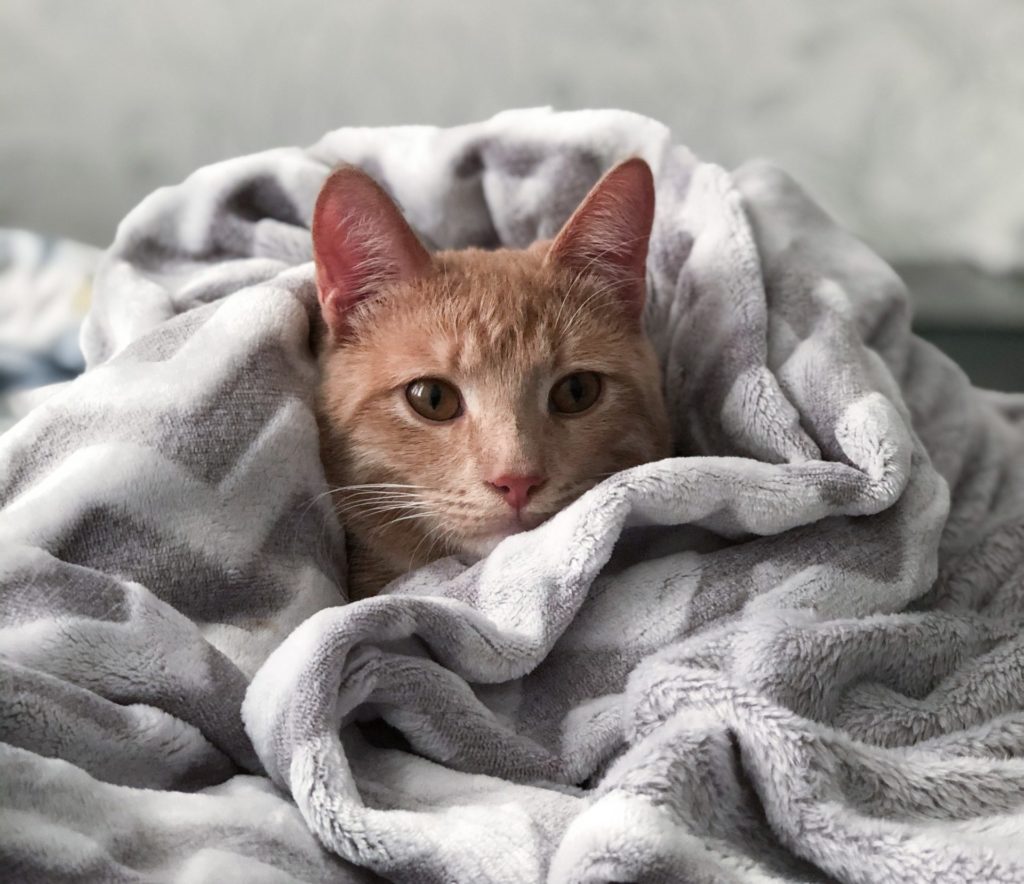 cat disease blanket