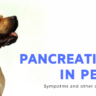 header pancreatitits pets